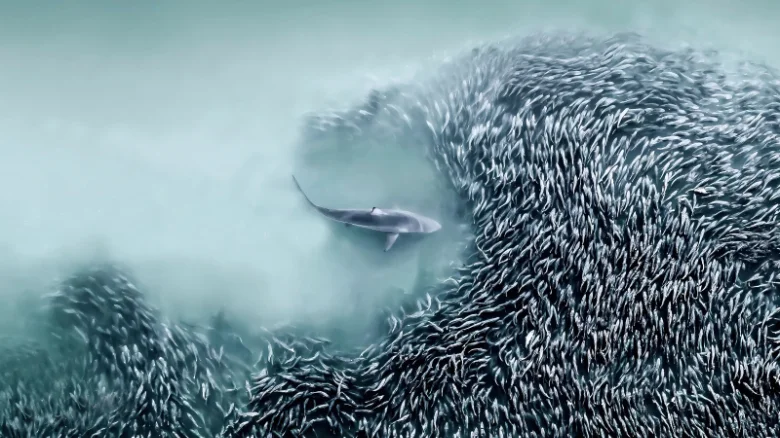 aerial photo adwards 2025 joanna steidle