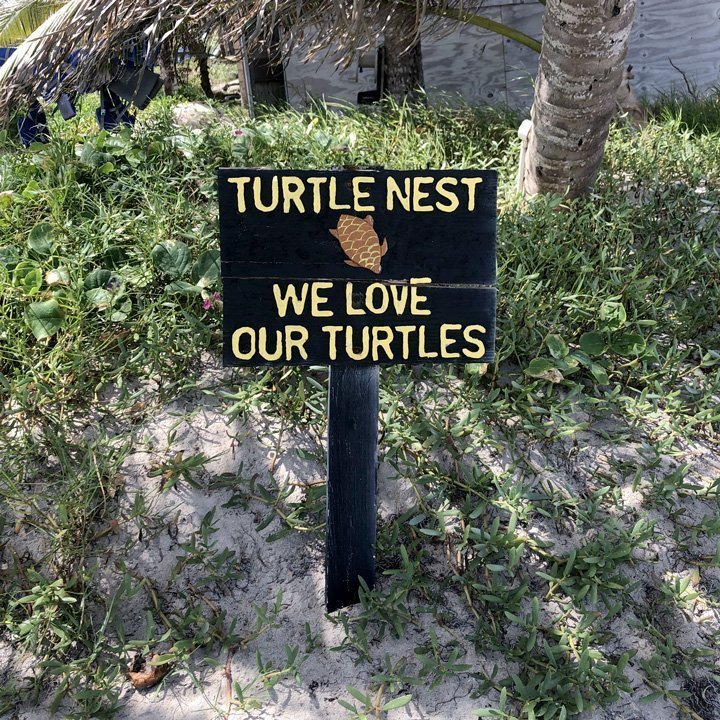 Santa Lucia turtles